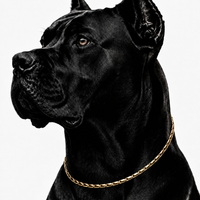 WOLLET Two-Tone Magnetic Dog Collar