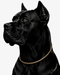 WOLLET Two-Tone Magnetic Dog Collar