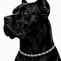 WOLLET Stainless Steel Magnetic Dog Collar