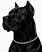 WOLLET Stainless Steel Magnetic Dog Collar