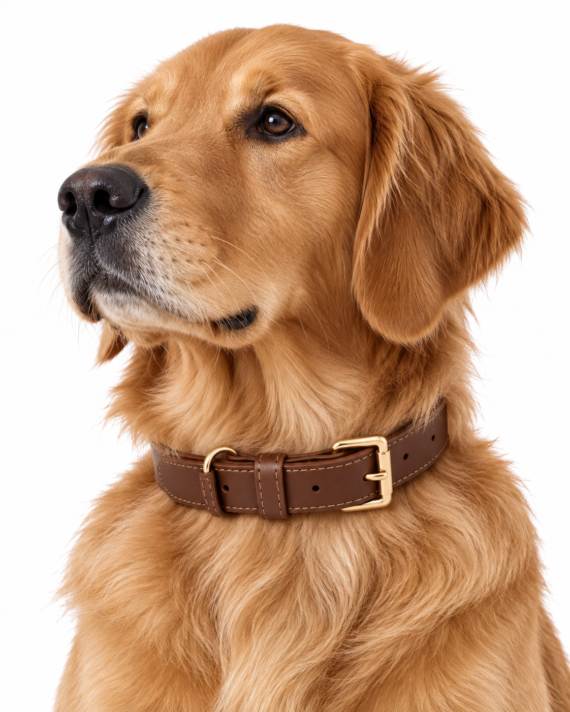 Classic Brown Dog Collar with Gold-Tone Hardware – Adjustable & Elegant