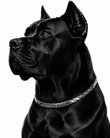 Wollet Magnetic Dog Collar, Premium Stainless Steel Pet Necklace