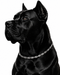 WOLLET Stainless Steel Magnetic Dog Collar
