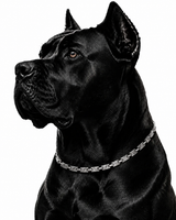 WOLLET Stainless Steel Magnetic Dog Collar