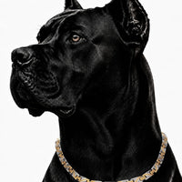 WOLLET Magnetic Dog Collar