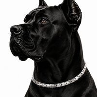 Wollet Stylish Pet Accessory – A modern wellness-inspired necklace