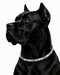 Wollet Stylish Pet Accessory – A modern wellness-inspired necklace